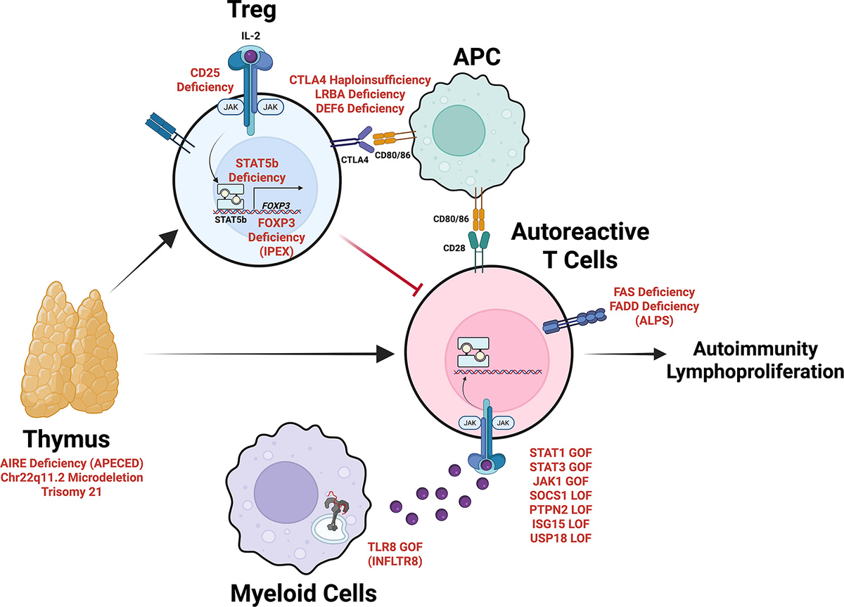 На картинке показаны основные точки мутаций в иммунных клетках-механизмах, которые ведут к аутовоспалительным проявлениям. Т регуляторы, антигенпрезентирующие клетки, нарушение механизмов регуляции аутореактивных Т лимфоцитов, нарушение в тимусе и других миелоидных клетках.