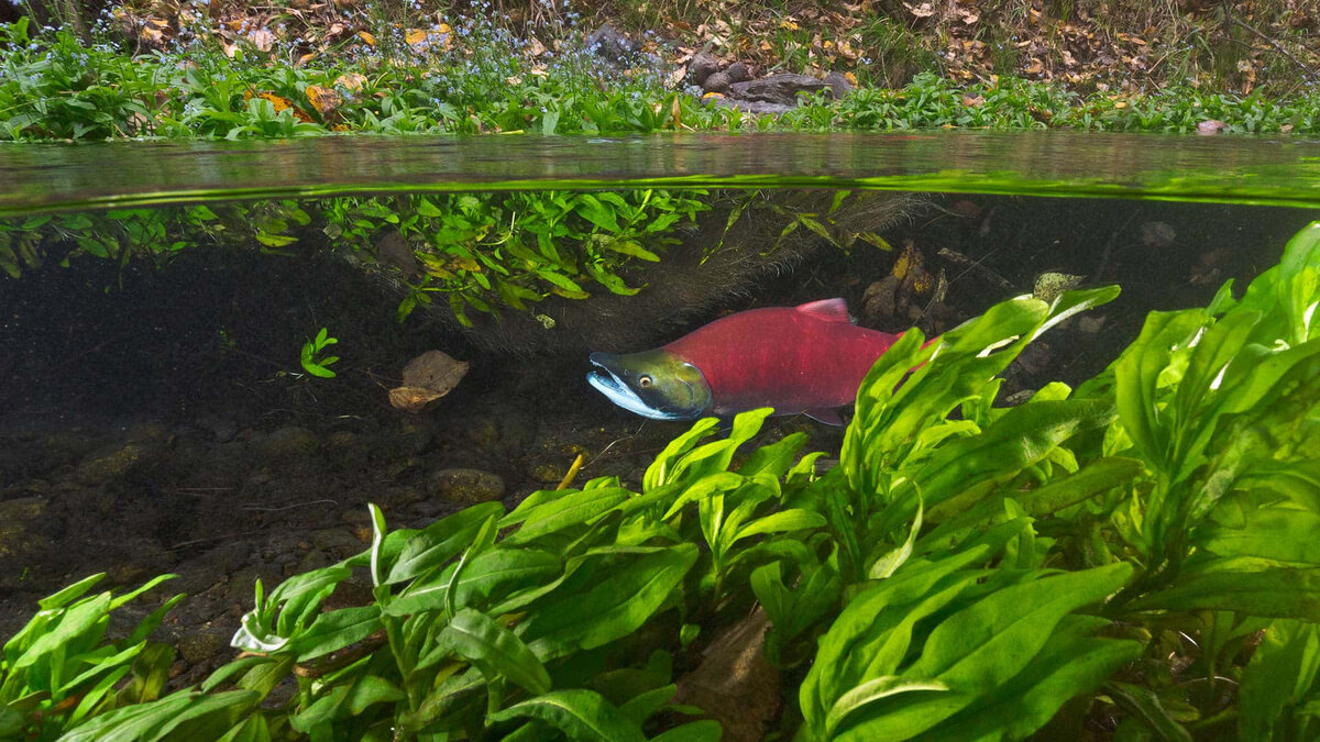 Изображение: peapix.com