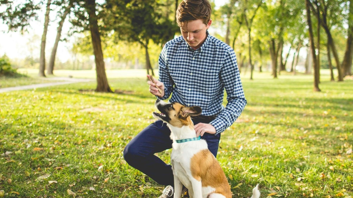    «Сидеть» часто считается самой простой командой