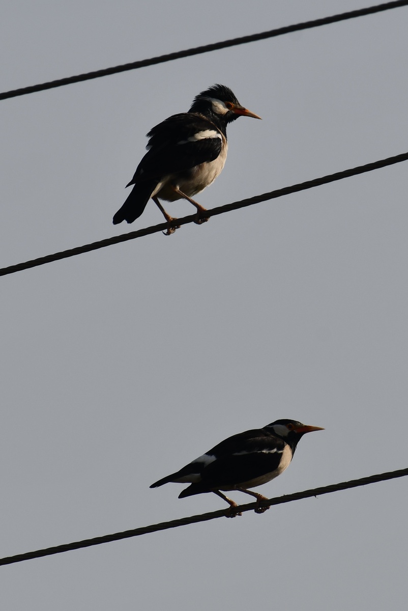 На проводах над полем