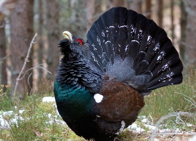 Записная книжка охотника. Следы глухаря