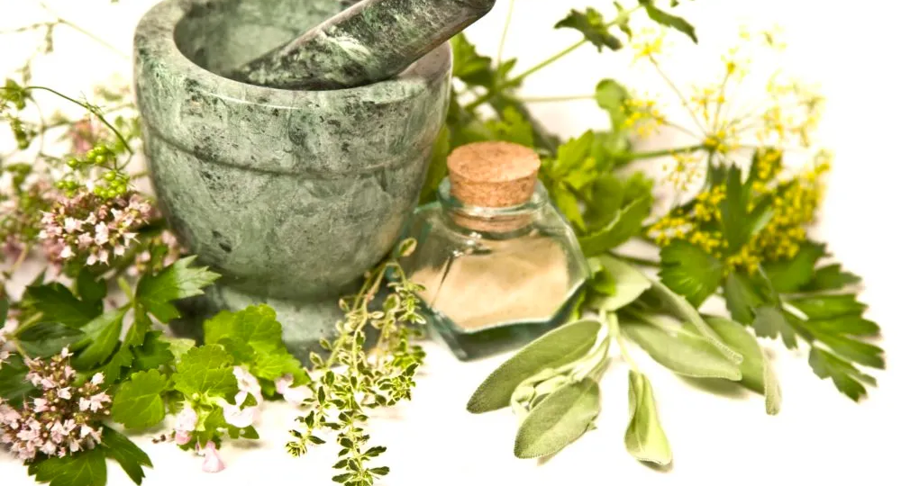 14 лекарственных растений, упомянутых Ибн Синой