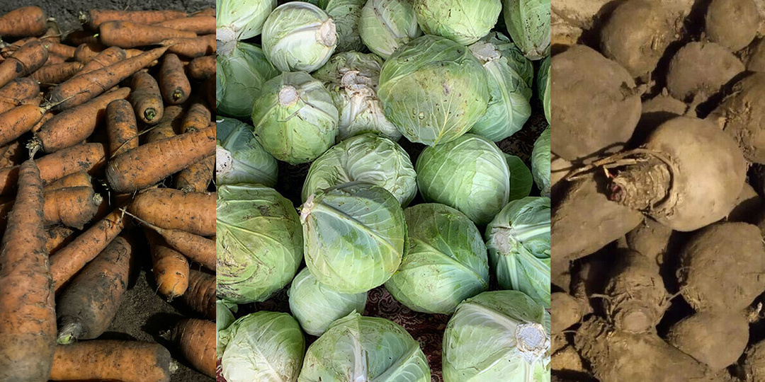 Как правильно хранить овощи (свёклу, морковь, капусту), выращенные на огороде?