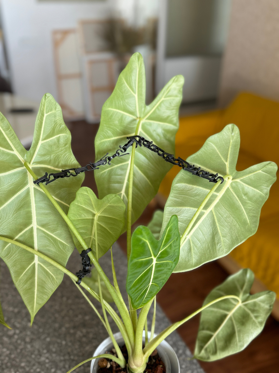 Что же делать?!?! Корниша там ухххх, с поливом значит все хорошо, подкармливаю. Чего ей не хватает? Хочу чтоб смотрели листья вверх своей лицевой частью