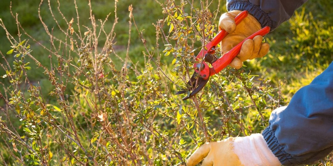 Как обрезать крыжовник осенью правильно - важные советы