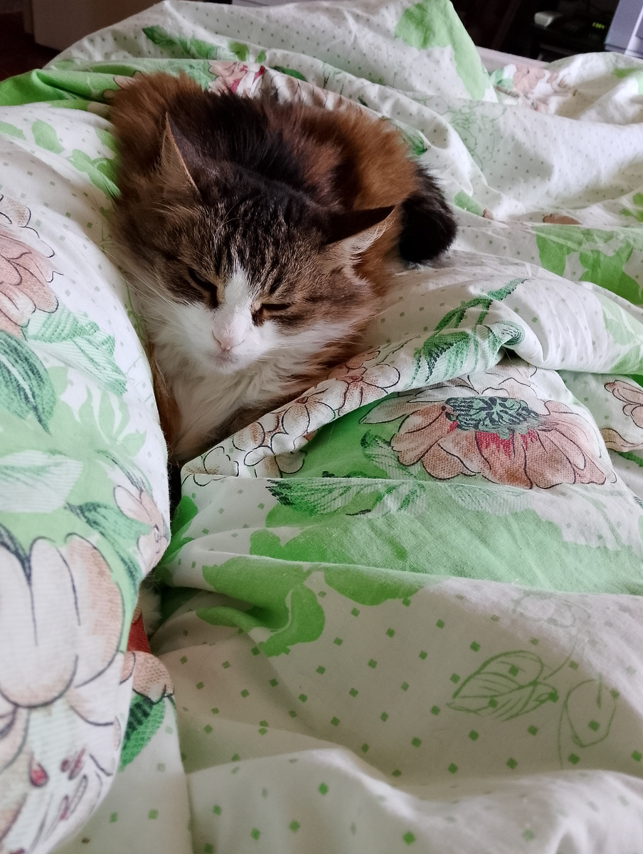 Ложится моя любимица на меня и балдеет, фото автора 