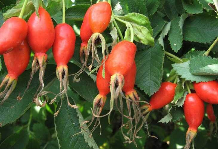 Витаминный ВНИВИ