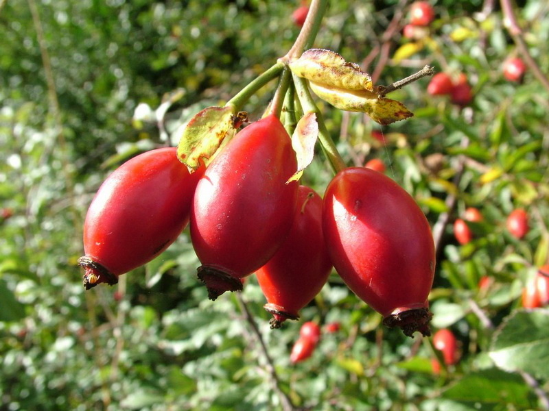 Воронцовский-3