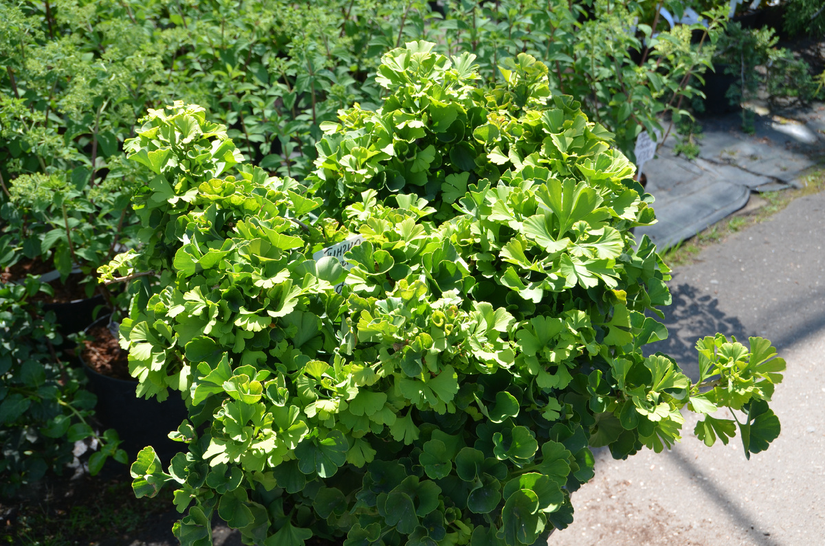 На фото Гинкго билоба (двулопастный) Марикен (Mariken)