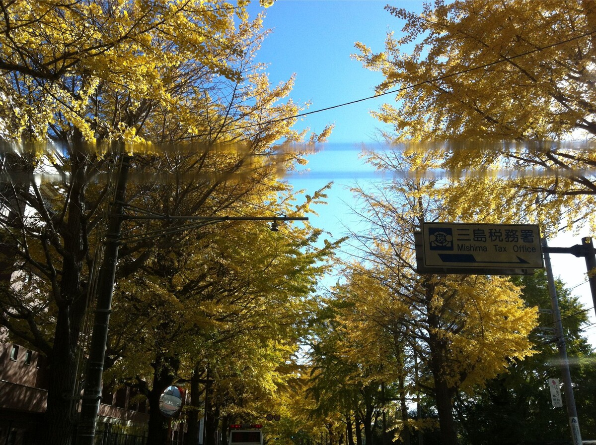 Гинкго билоба (двулопастный). Фото Алины Соколовой