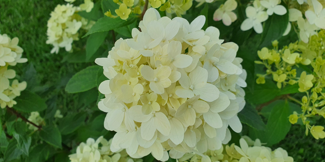 Одна из самых стойких маленьких гортензий, которые скрасят любой ландшафт и устоят в непогоду. Чудо от Гвидо Руветте.