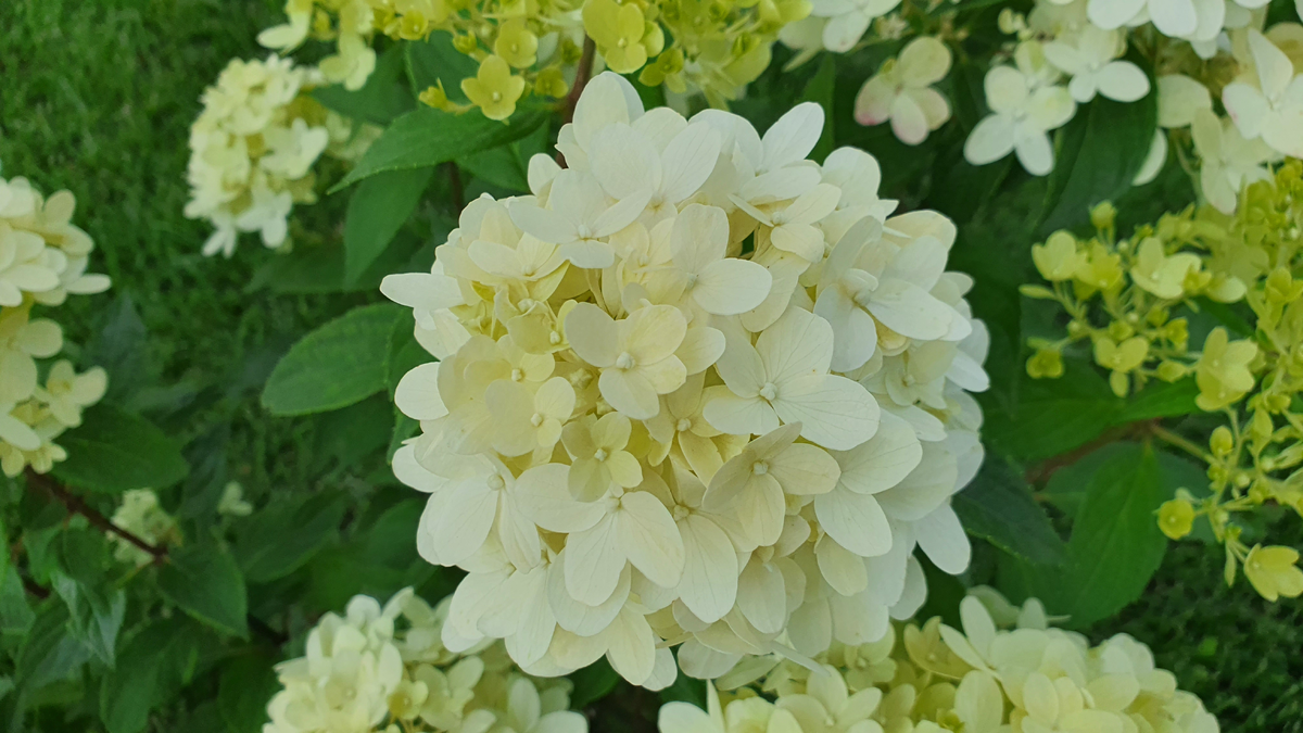 Фото из архива Фиолетового сна violetdream.ru