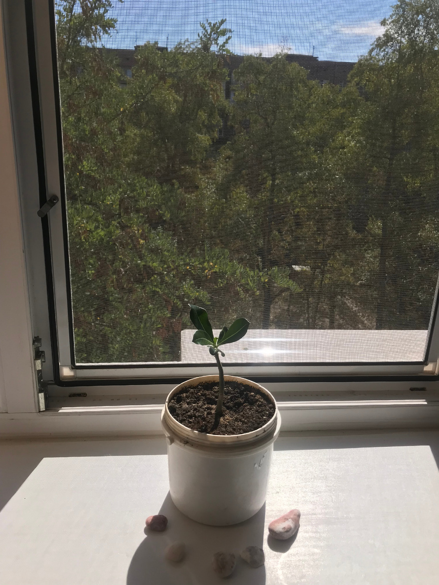 фото автора. Будущая Роза пустыни, привезенная веточкой из Адыгеи. Камешки урожая моря 2025