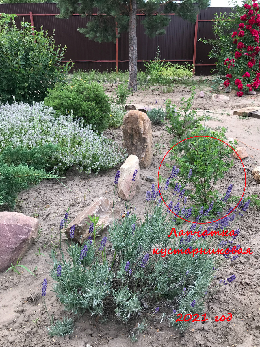 2021 год посадка на постоянное место