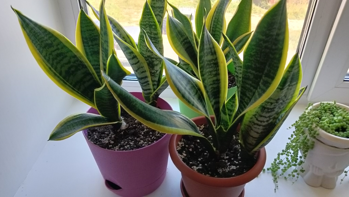 Сансевиерия 