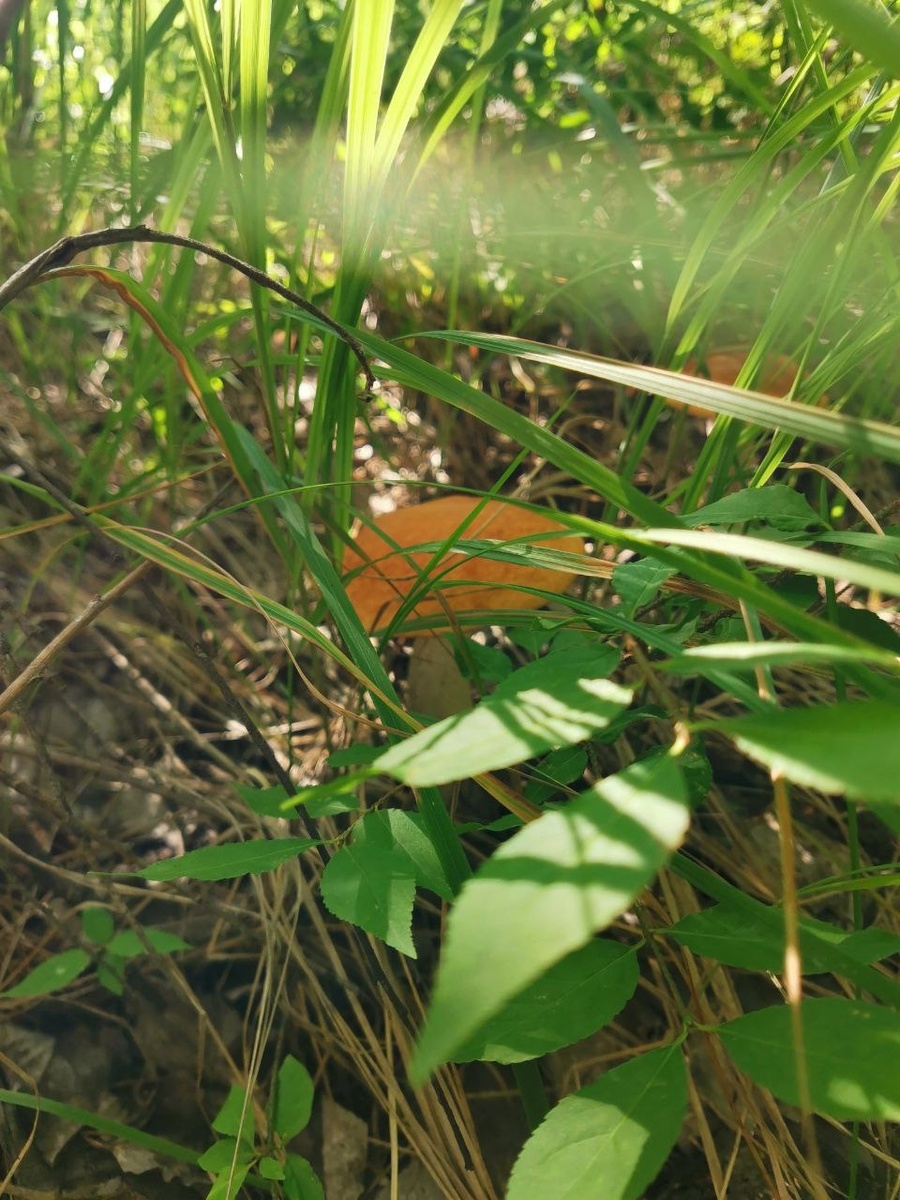    архив samaraonline24