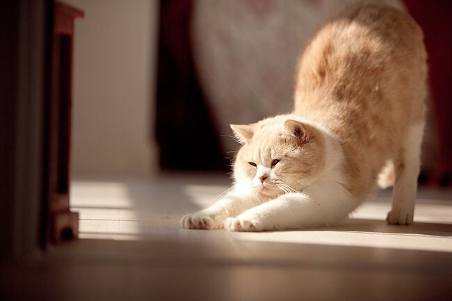 Сначала прогибаем спинку