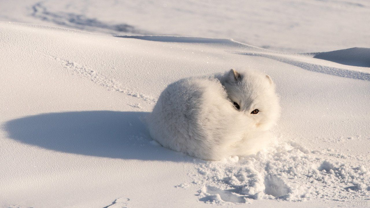 Все фото тут из сети - увы, я не фотограф, а расстояние наблюдений было слишком велико