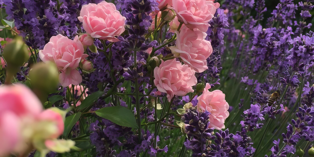 🌹❣️Не только клумбы: нестандартные идеи использования роз в дизайне сада 💐😍