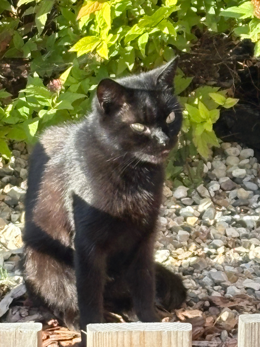 Умная Ася решила отсидеться за заборчиком.