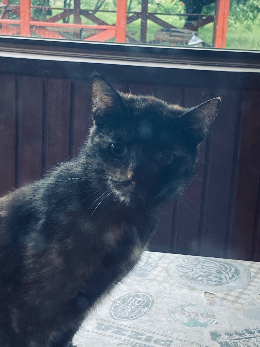 Майка вполне может сойти за черную кошечку. Везде фото автора.