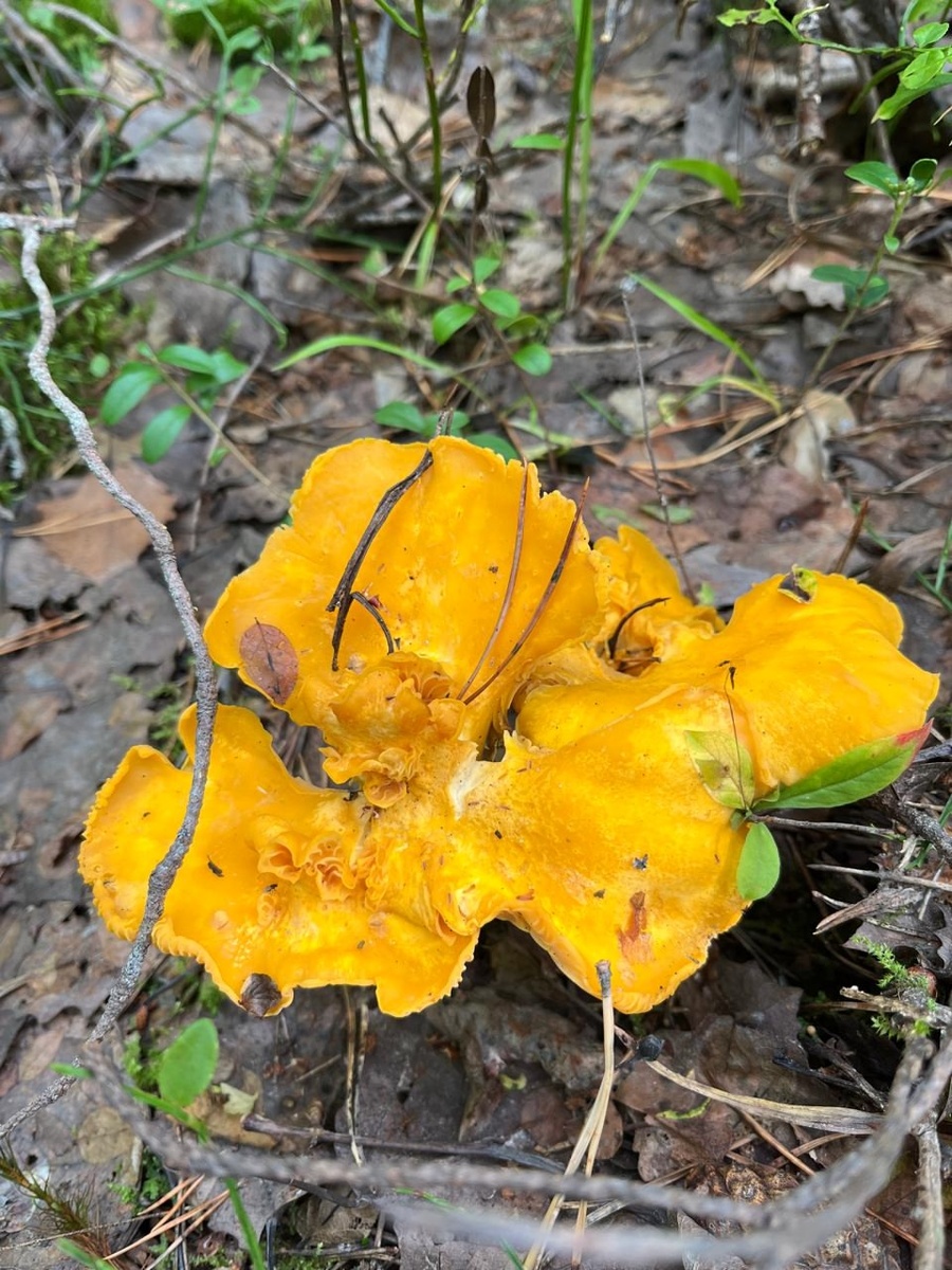    Много лет оттачивала свое мастерство засолки грибов. Передаю вам все секреты