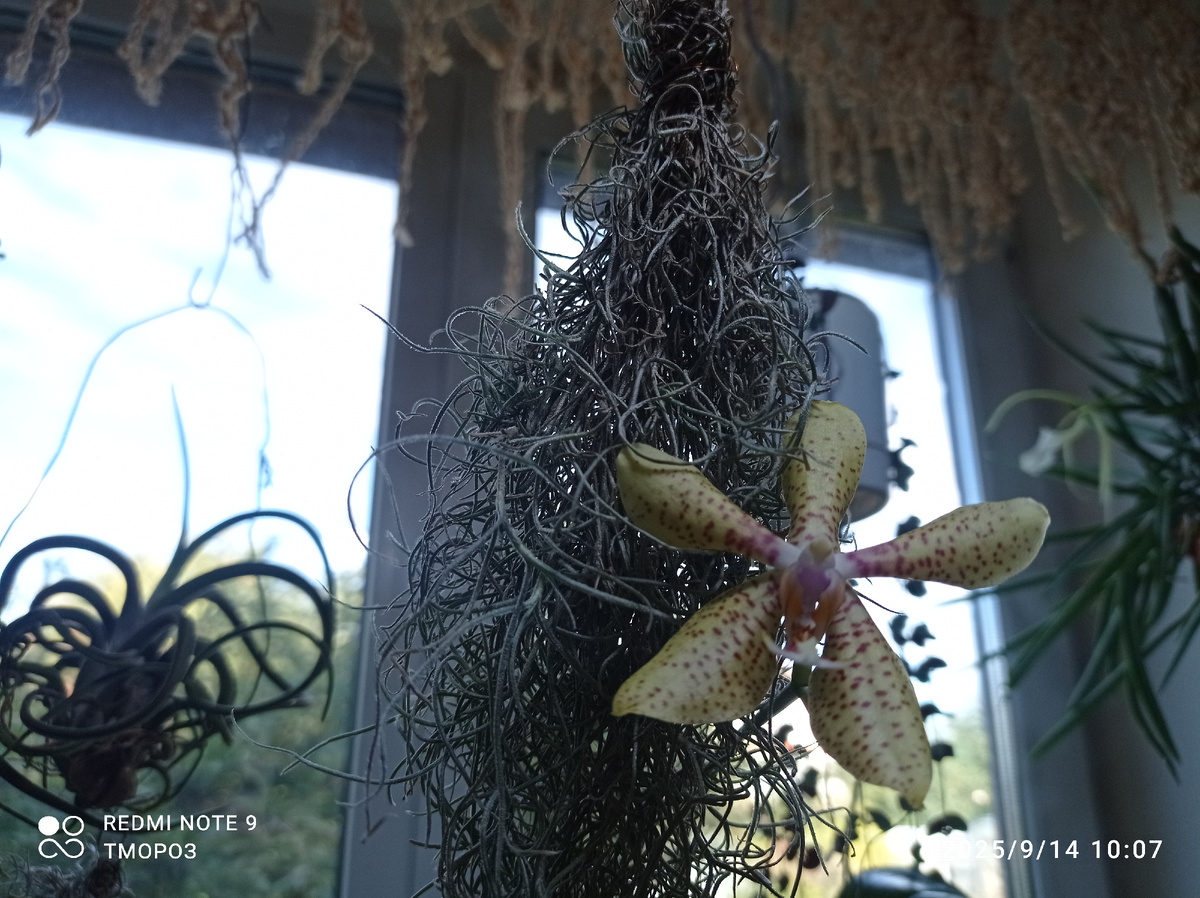 вдруг и зацветут