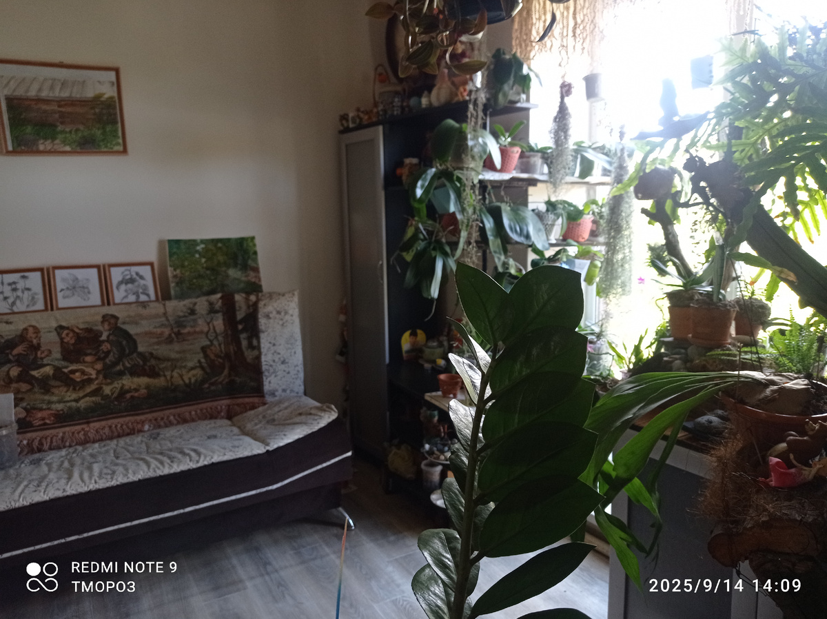 ;жилищ орхидей