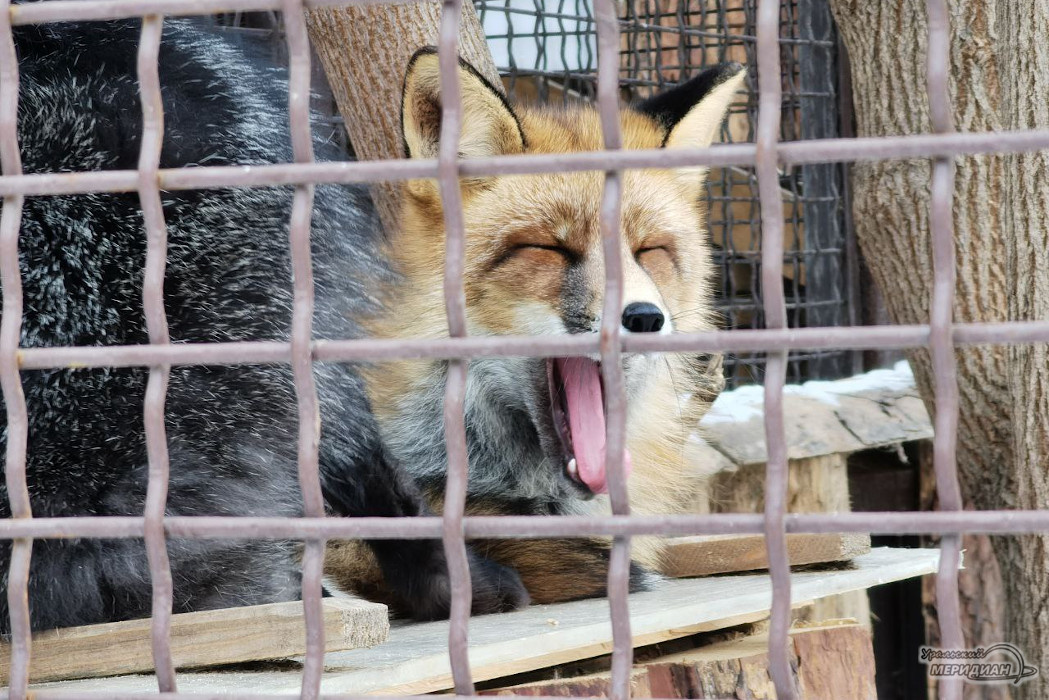   Фото: Ксения Жигалова © ИА «Уральский меридиан»