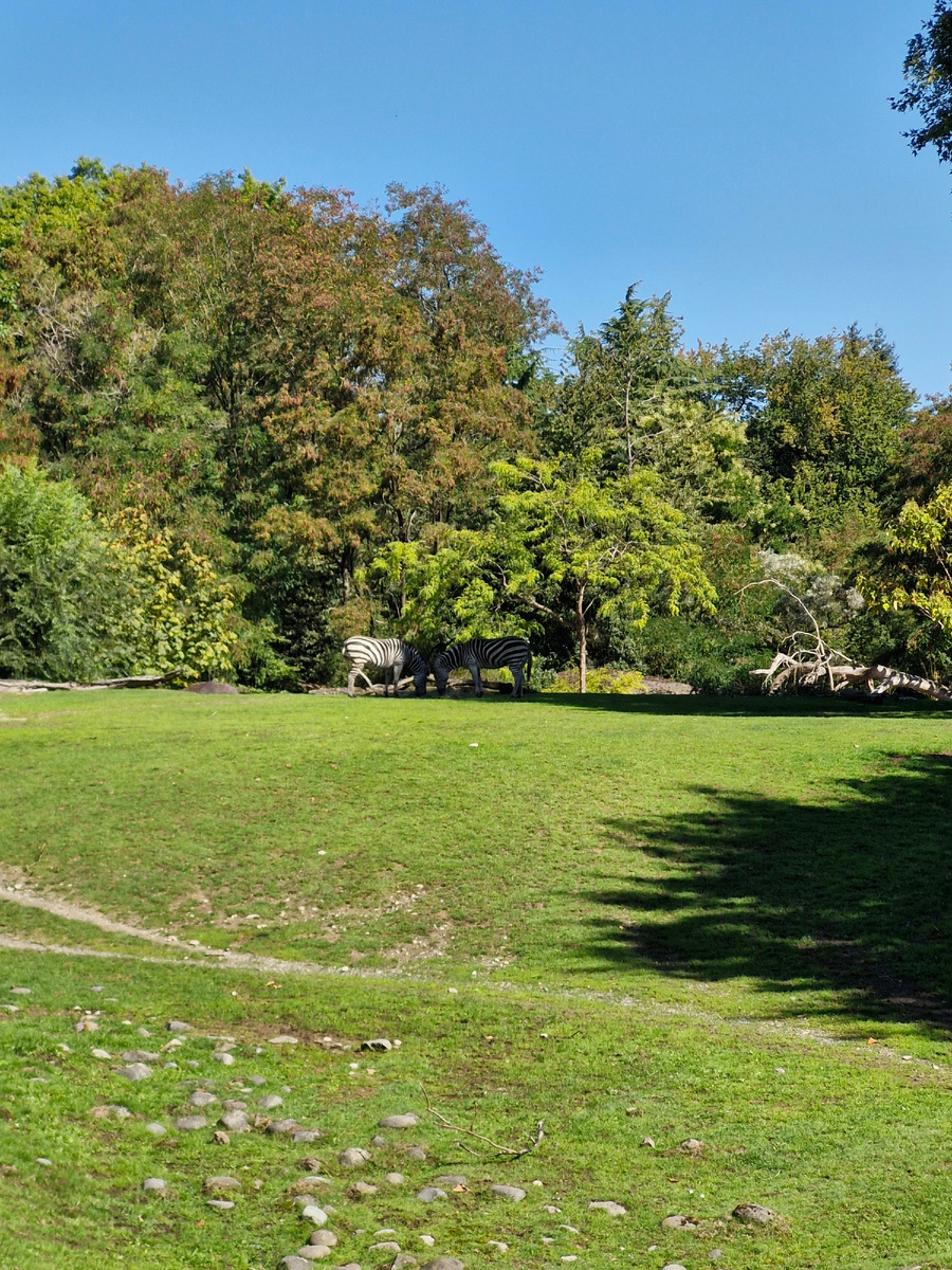 Зебры в том же вольере