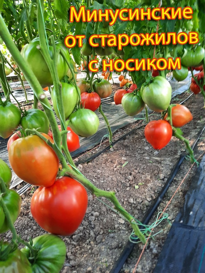 Минусинский от старожилов с носиком