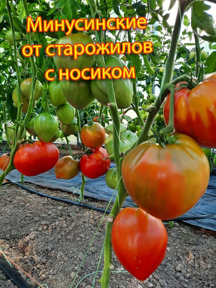 Минусинский от старожилов с носиком