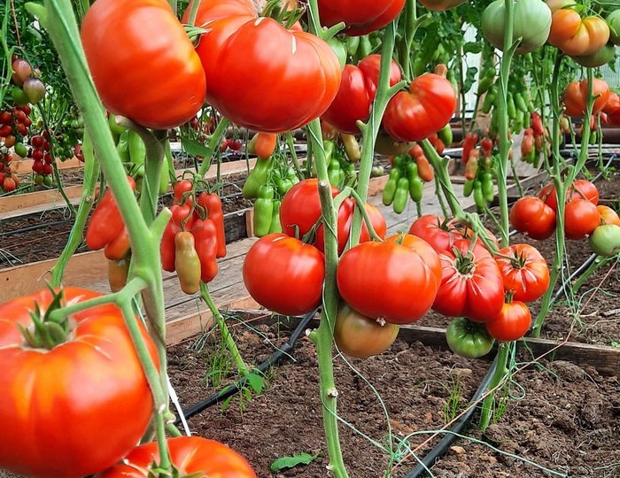 Надежные и проверенные сорта томатов
