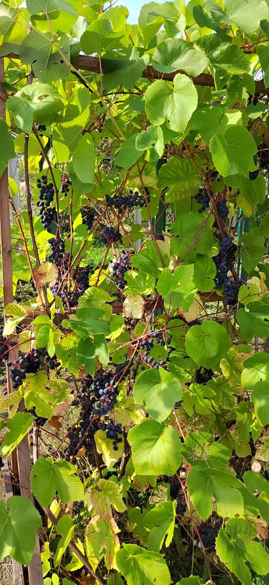 Сорт винограда Изабелла.