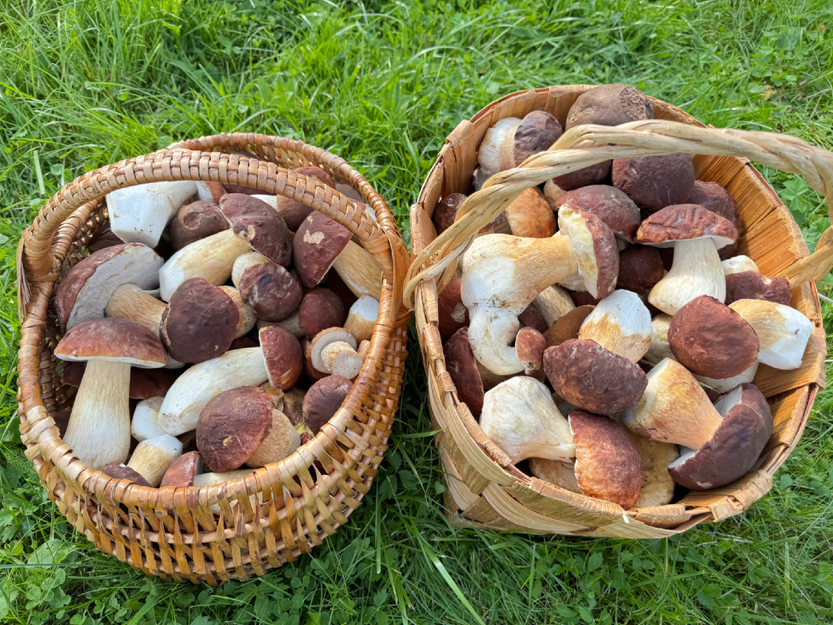 Сосновые белые. Костромская область 