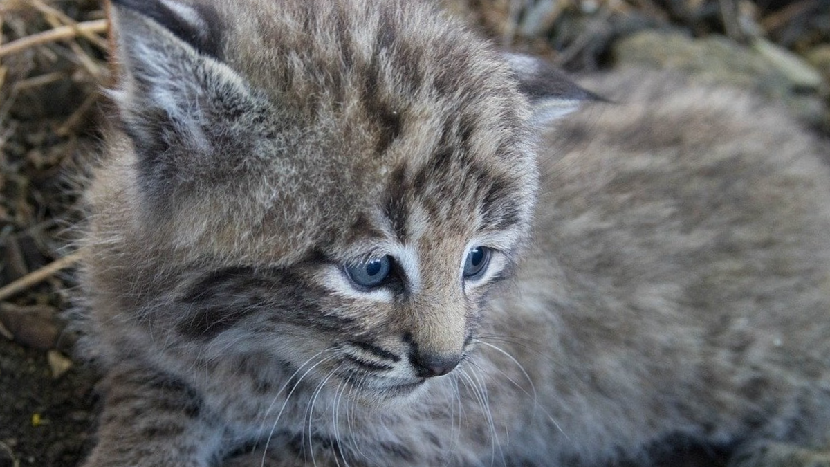 Детеныш рыси