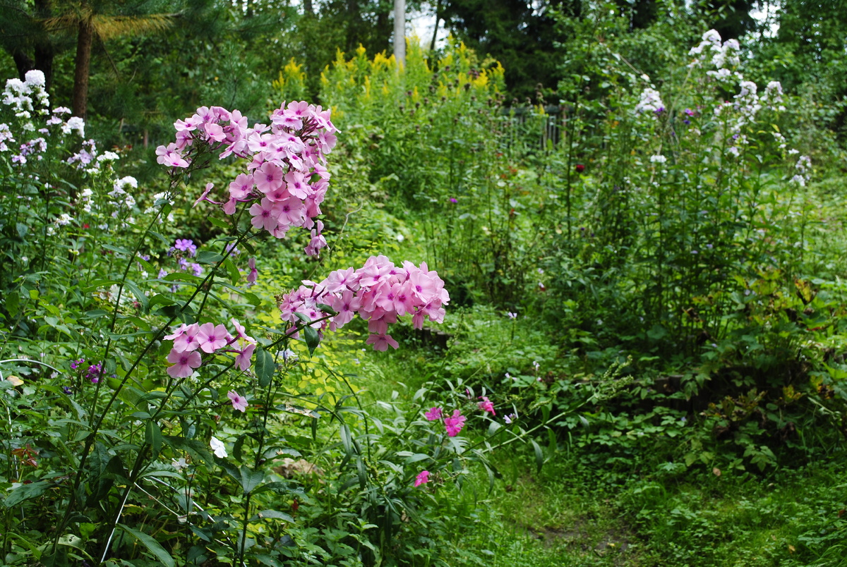 Хотя на картинке сухого и жёлтого не настолько много, героический "Радомир" упорно держит кадр