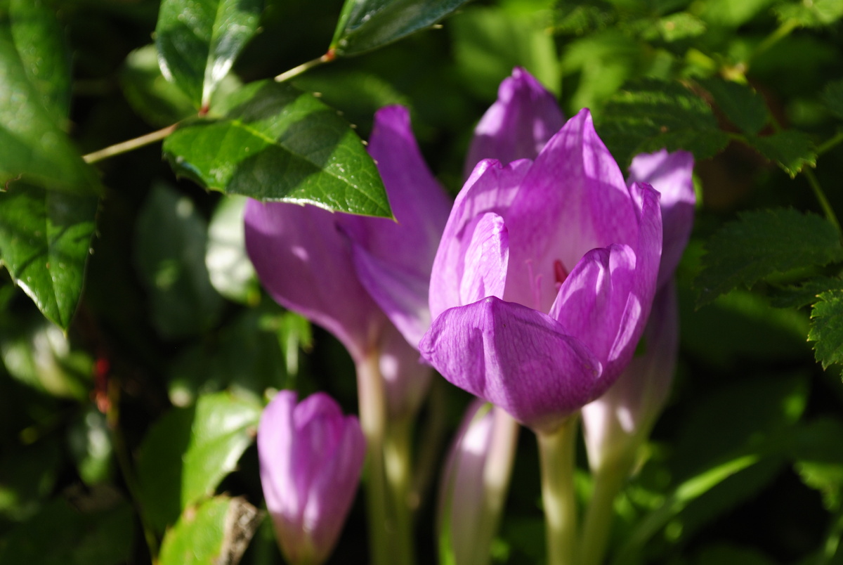 Все фотографии и цветочки мои