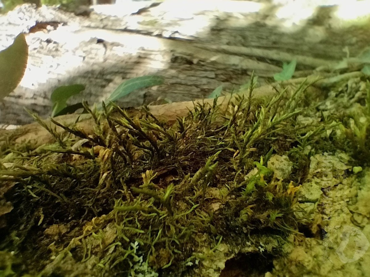    Фото: пресс-служба Кавказского заповедника