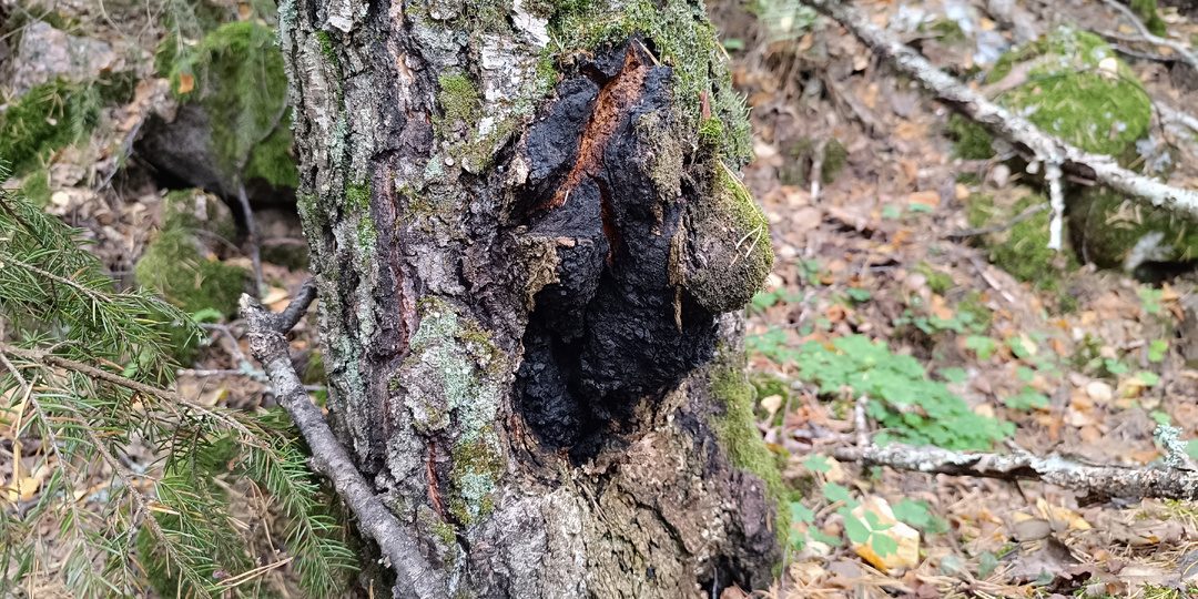 Чага — «Чёрное Золото» Берёзы: От Лесного Нароста до Целебного Отвара