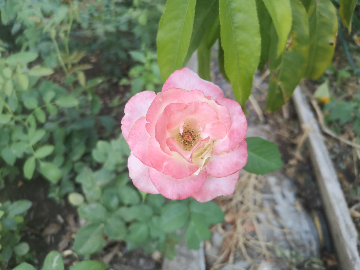 Это уже отцветает