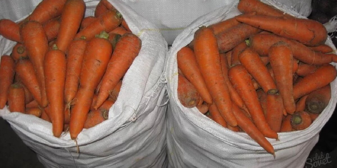 9 способов хранения моркови в погребе: в луковой шелухе, опилках, песке, плёнке, бумаге