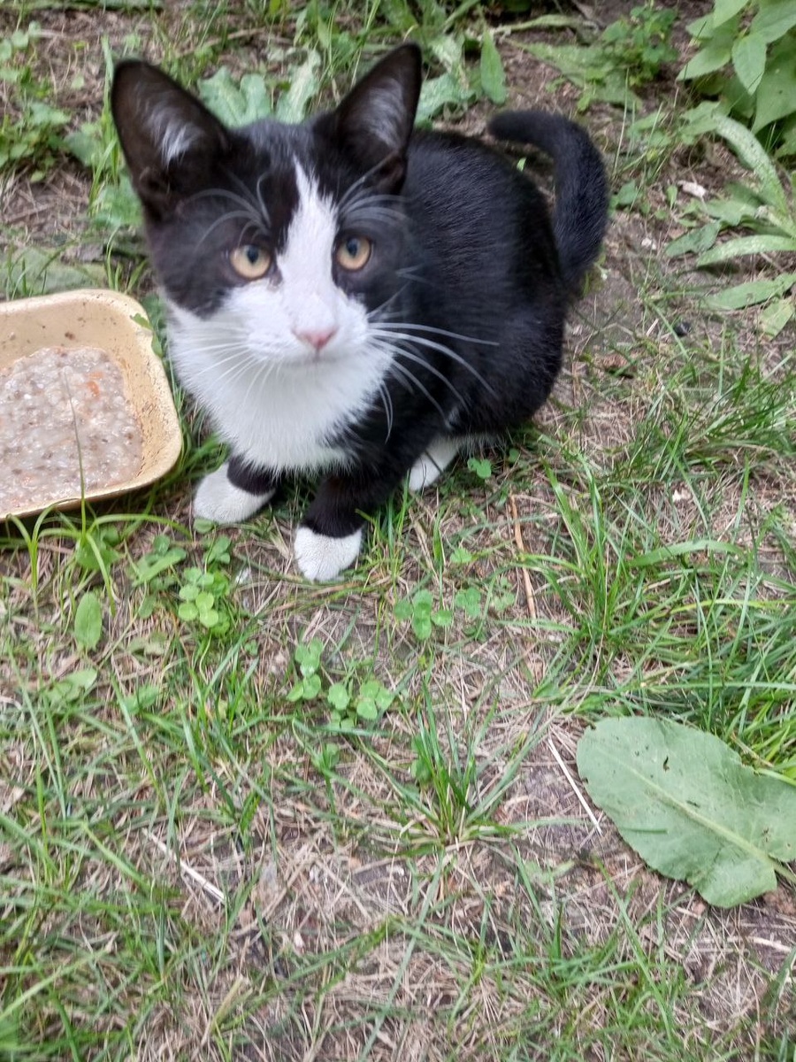 Это Тосик (Атос), 4-месячный котёнок, живёет во дворе, игривый и умный. Нужен дом!