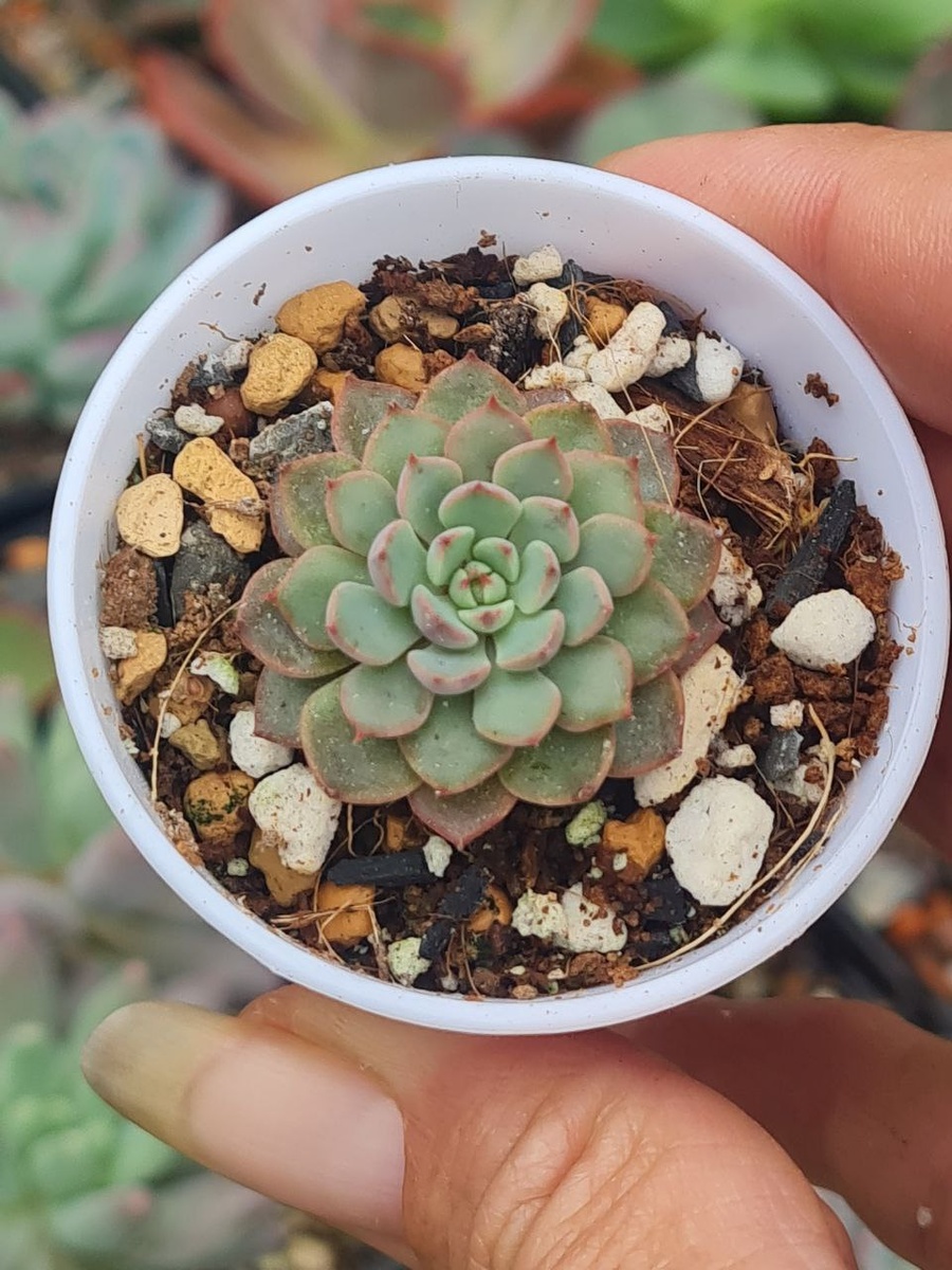 Эхеверия Минима