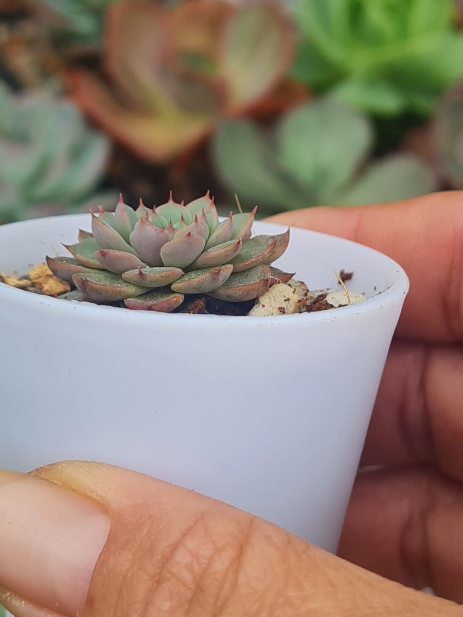 Эхеверия Минима, она уже взрослая)))