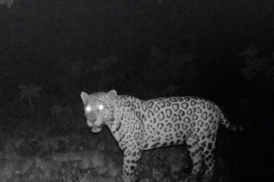     Фото: Leandro Silveira/Jaguar Conservation Fund, Brazil Ягуар был заснят камерой-ловушкой