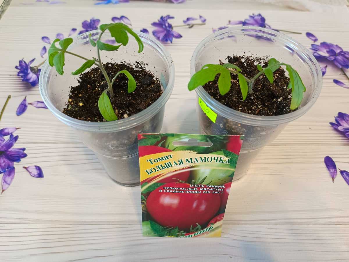 "Большая мамочка"