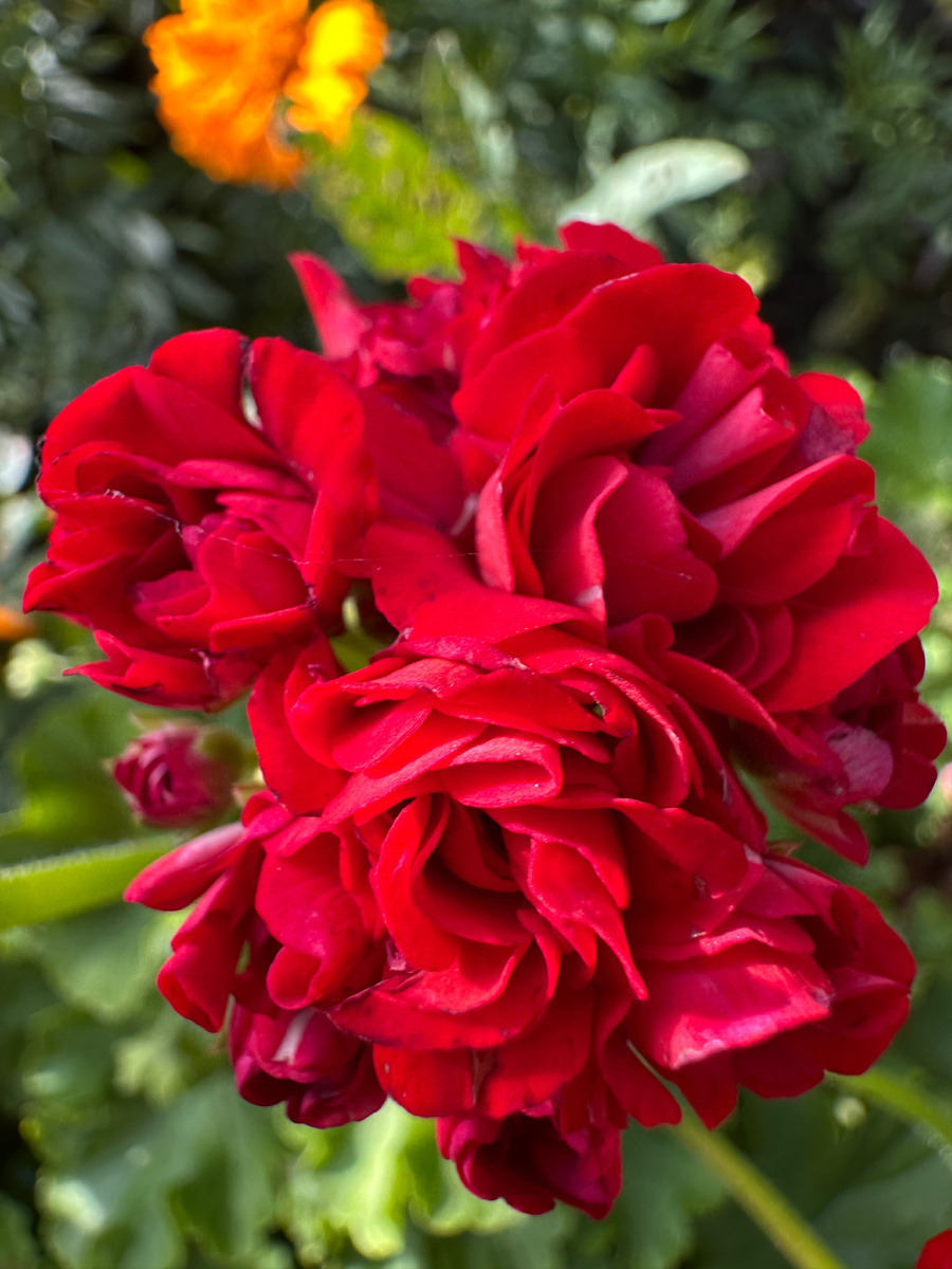 Безымяшка красная 😍