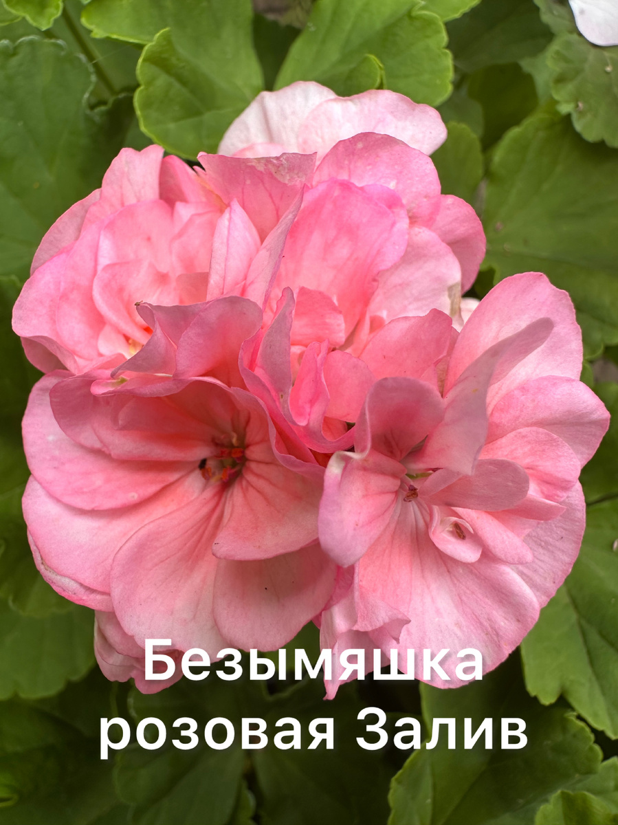 Моя безымяшка☝🏼