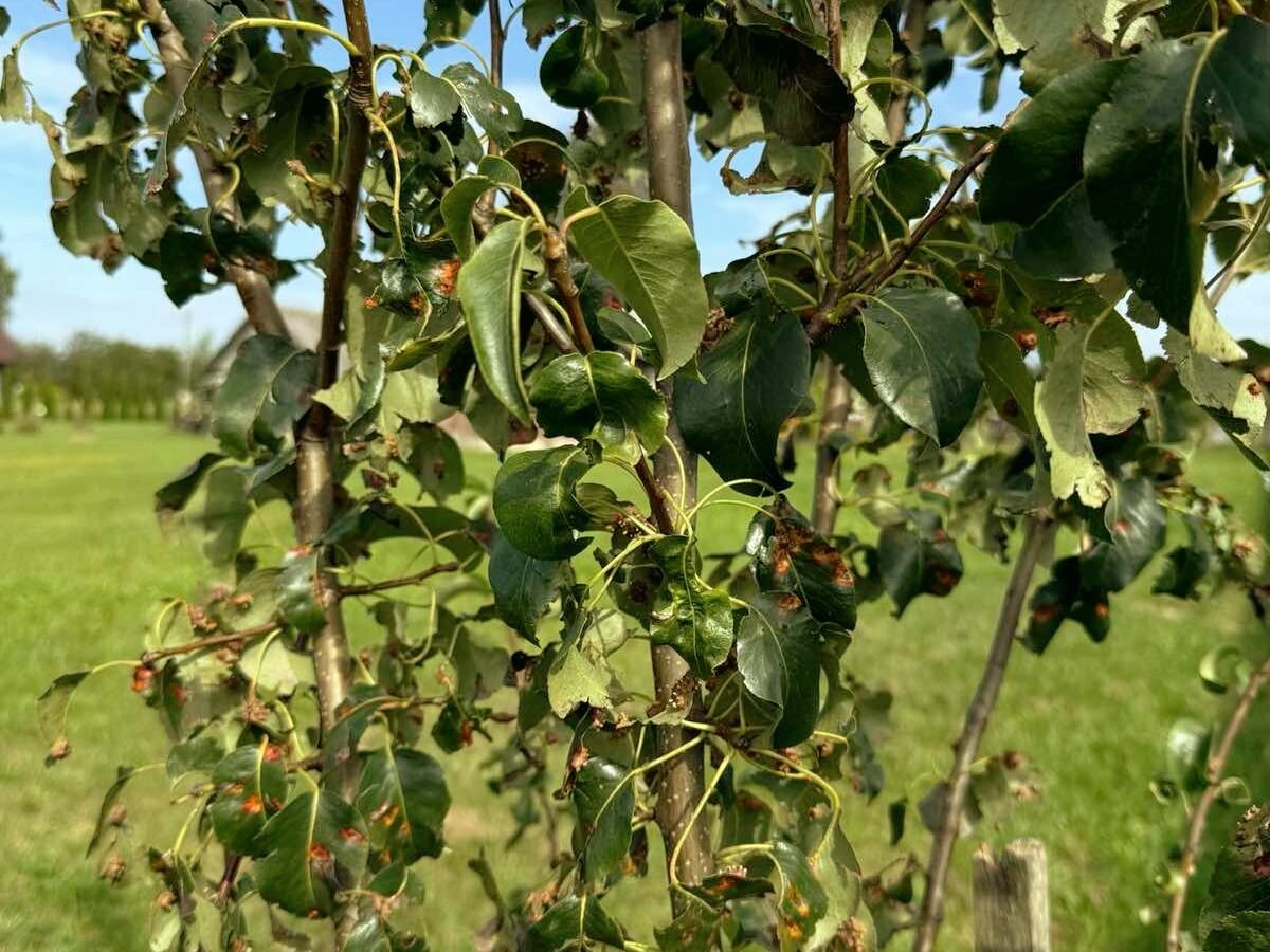 Ржавчина на груше